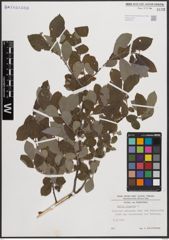 Foto von Salix cinerea L.